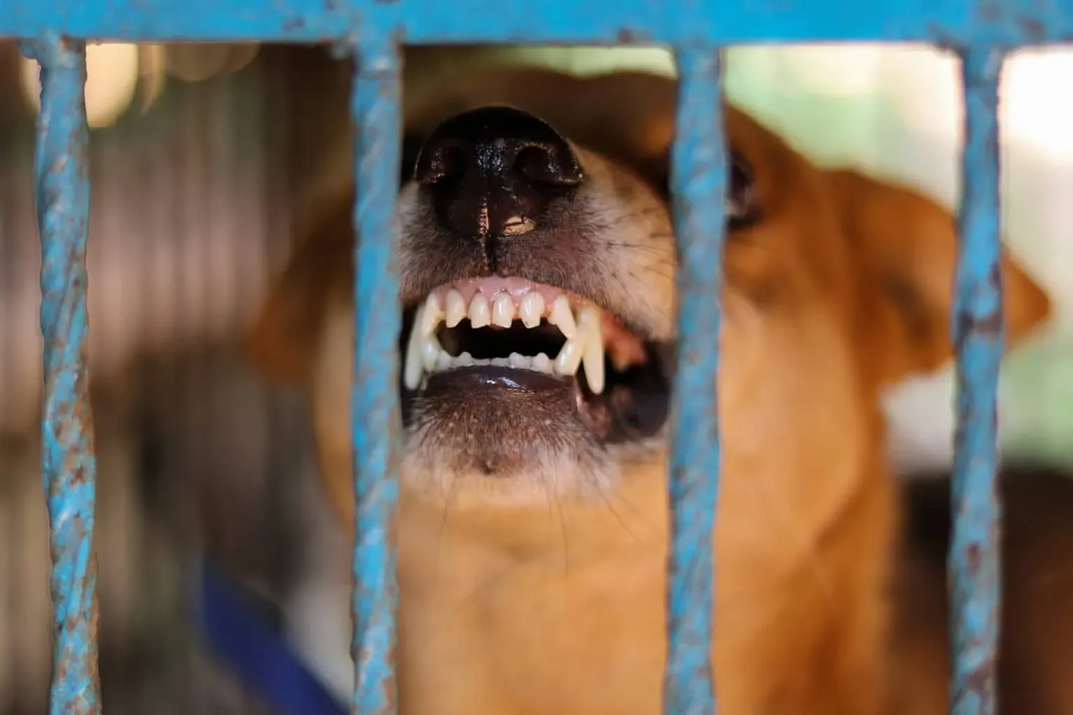 angry-caged-dog-aggressive-do-1536x1024.webp